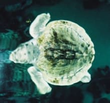 NEAQ Day 2: The Myrtle Project, a Good Dive, and Vol Work