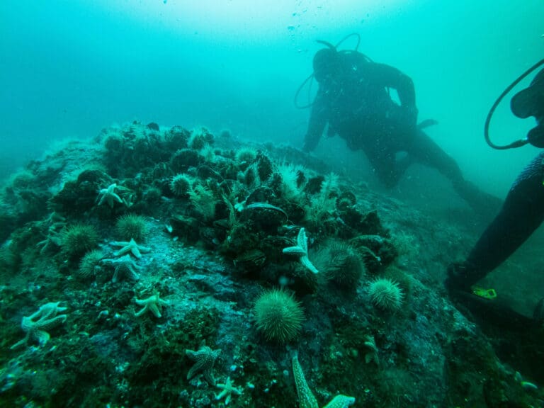 Benthic Surveys at Halfway Rock