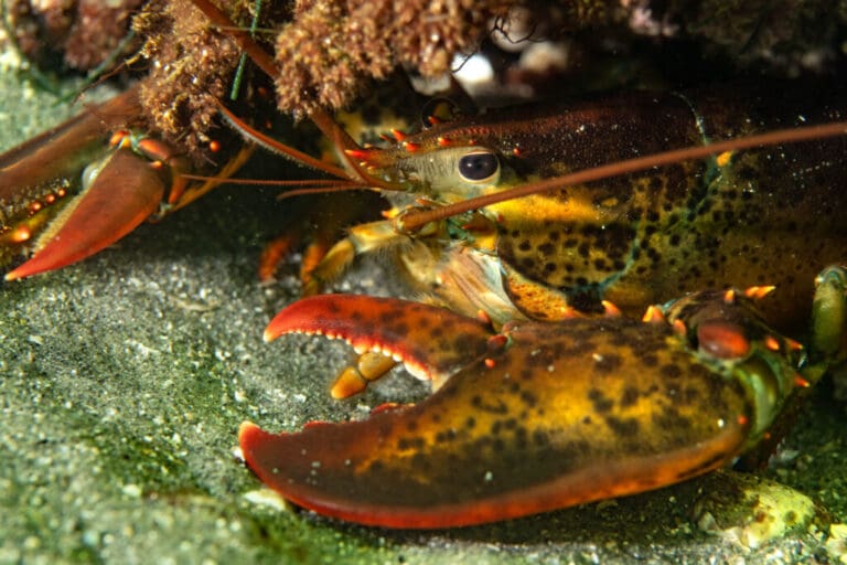 Practicing my underwater photography at Old Garden Beach
