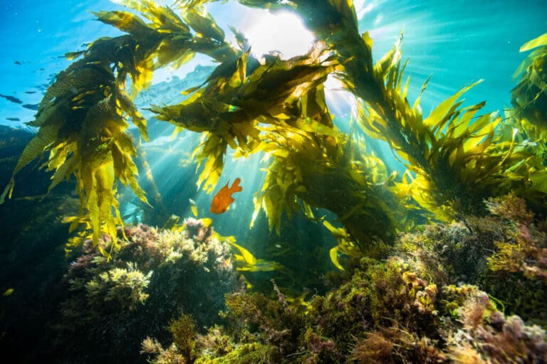 Diving in Catalina: Day 1