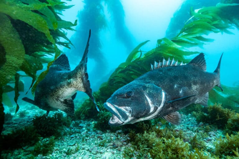 Diving in Catalina: Day 2