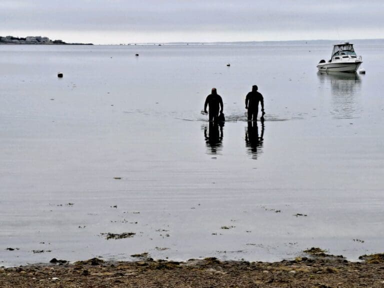 Quahogging with Vin Malkoski and the Division of Marine Fisheries!