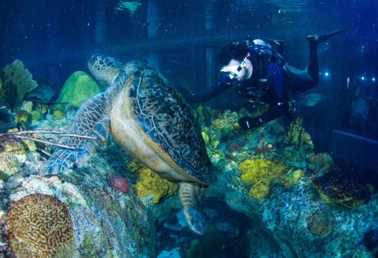 The Giant Ocean Tank and More!