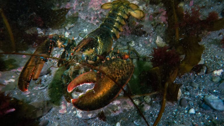 The Colder the Better: Diving in Anticosti