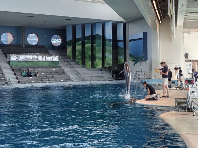 National Aquarium Day 3: Dolphins and Jellies