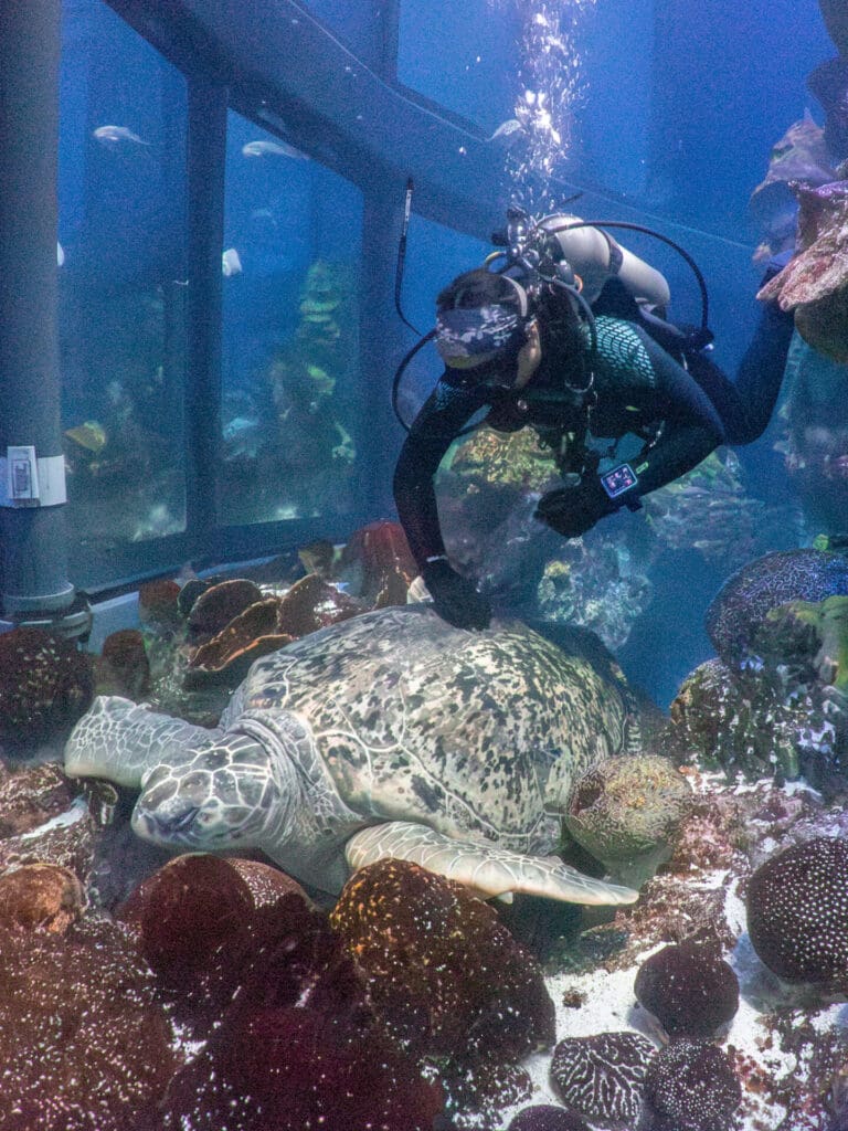 NEAq: Diving the Giant Ocean Tank!