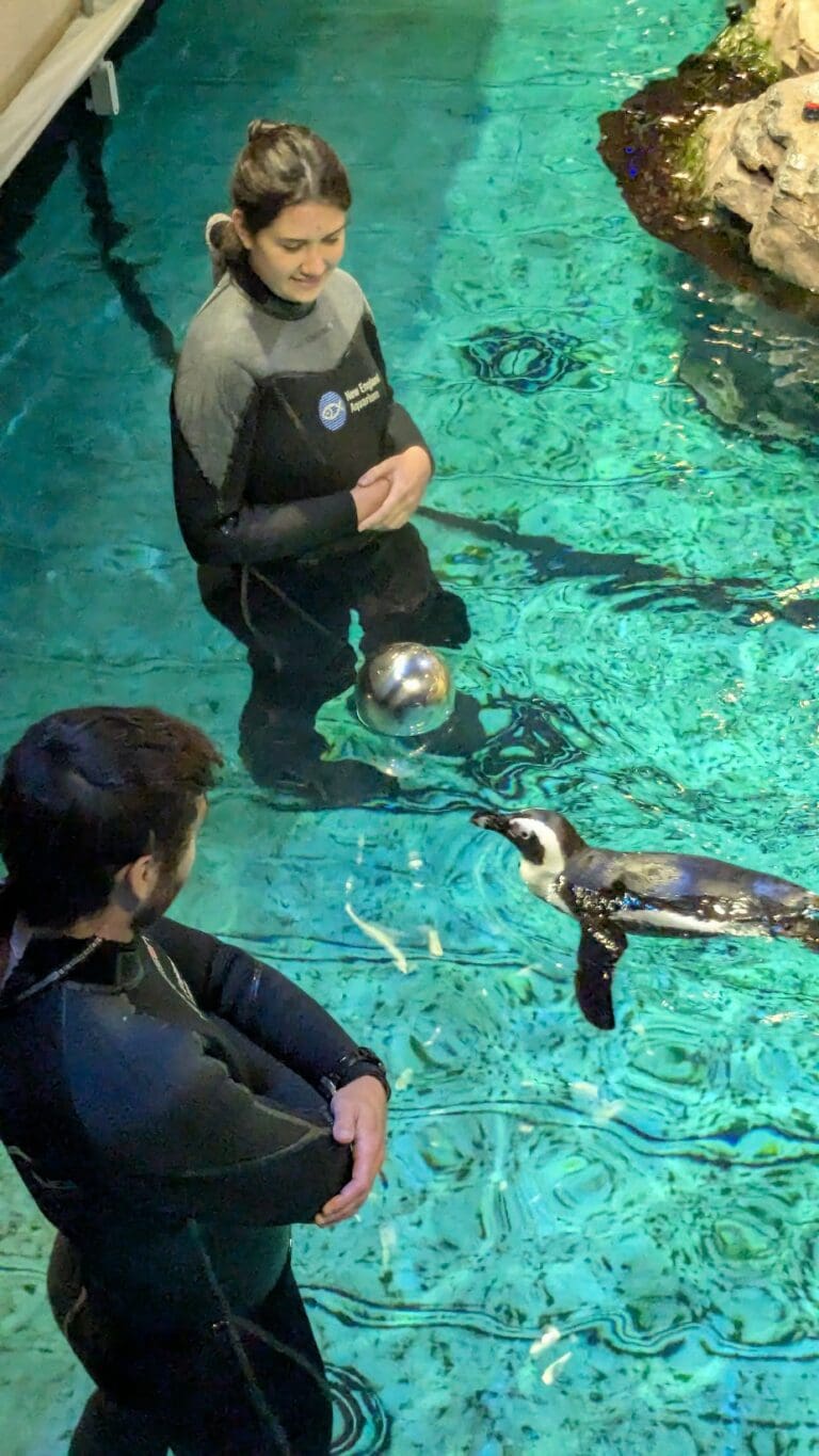 NEAq Day 2-3: Penguins & GOT
