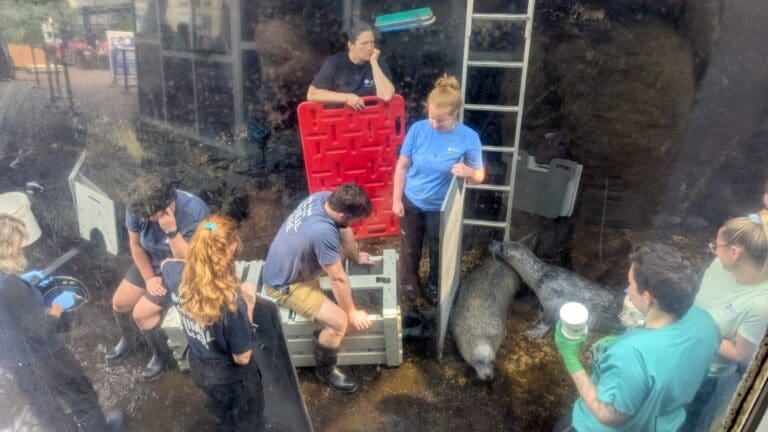 NEAq Days 4-5: Animal Health with the Pinnipeds