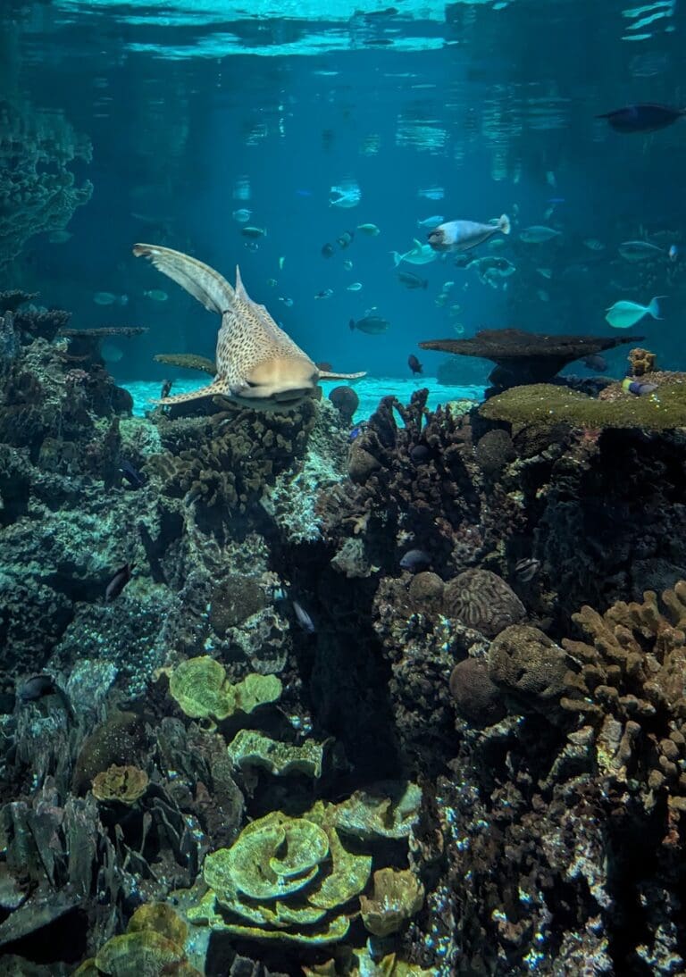 National Aquarium: Days 4-5
