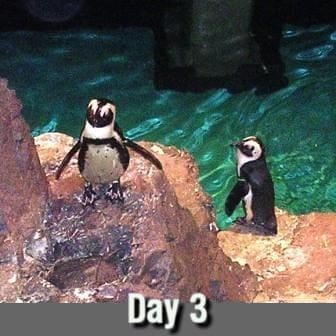 Day Three: Penguins