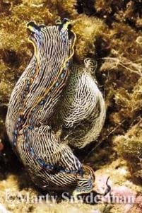 Diving the YUKON and the RUBY E.