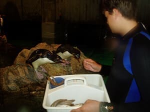 The New England Aquarium