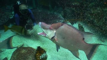 New England Aquarium: Filming in the GOT