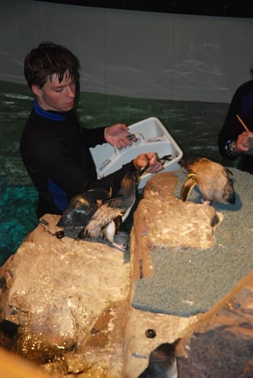 New England Aquarium: Penguins Again