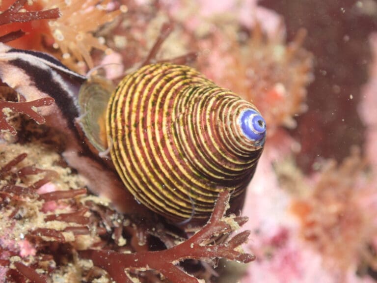 Catching some MonteRAYS