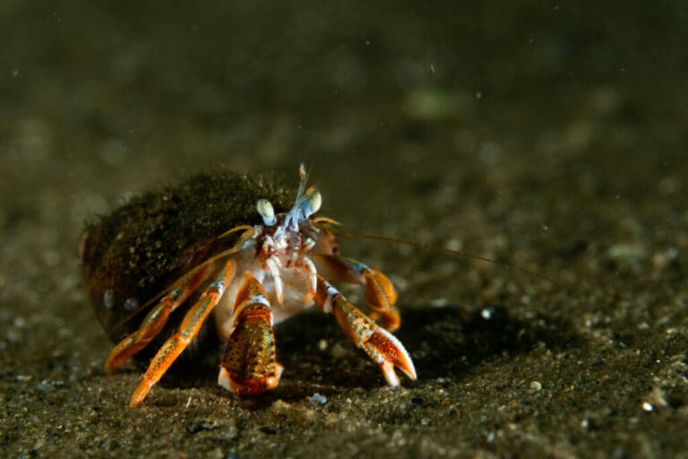 Diving Folly Cove with Jake Stout: